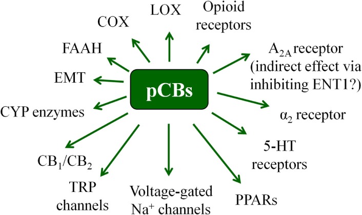 Overview of the most important potential targets of the pCBs. Note that there are more than 100 pCBs in Cannabis sativa, and each of them can be characterized by a unique “molecular fingerprint.” Obviously, every pCB is evidenced to interact with only a part of the potential targets presented on the figure. Moreover, the interactions can often lead to opposing molecular biology outcomes [e.g., THC is a partial CB1 agonist, whereas CBD is a CB1 antagonist/inverse agonist].