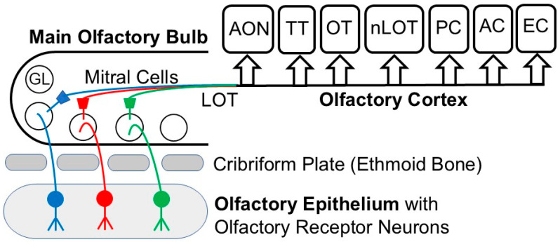 Diagrams of the olfactory pathway. GL—glomerulus, LOT—lateral olfactory tract, AON—anterior olfactory nucleus, OT—olfactory tubercle, PC—piriform cortex, EC—entorhinal cortex, AC—amygdaloid complex, TT—tenia tecta, nLOT—nucleus of lateral olfactory tract. Modified from [20].