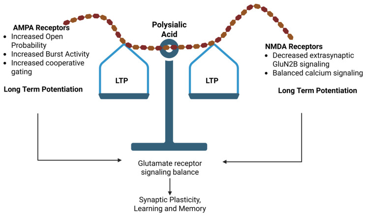 Polysialic acid-mediated regulation of synaptic plasticity. Polysialic acid (PSA) regulates the balance between long-term potentiation (LTP) and long-term depression (LTD) by influencing AMPA and NMDA receptor function and signaling at the synapse, thereby modulating synaptic plasticity, learning and memory. Created in BioRender. The figure was created with Biorender.com.