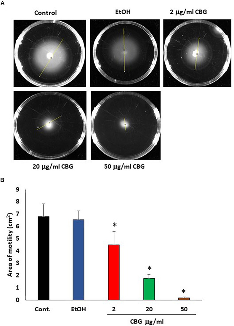 CBG inhibits V. harveyi motility. (A) The motility of V. harveyi in soft agar containing the indicated concentrations of CBG. (B) The relative motility of V. harveyi in the presence of indicated concentrations of CBG as determined by the spreading area shown in (A) N = 3, *p < 0.05.