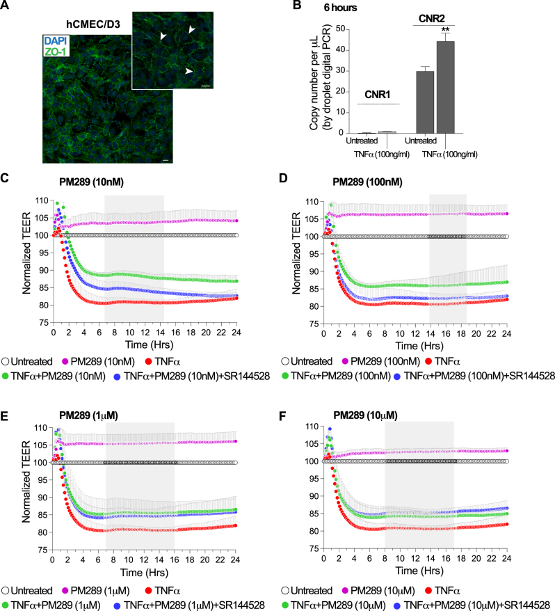 PM289 reduces barrier disruption in brain microvascular endothelial cells. A. hCMEC/D3 cells were examined by immunofluorescence staining for the expression of the tight junction protein zonula occludens 1 (ZO-1). ZO-1 (green) was localized at the cell borders. Dapi (blue) was used to identify cell nuclei. Scalebar equals 10 μm. B. Expression of CNR1 and CNR2 was evaluated by digital PCR in hCMEC/D3 cells in untreated cells and cells treated with 100 ng/mL of TNFα for 6 h. CNR1 expression was very low at baseline and largely unchanged in response to TNFα. Comparatively, CNR2 expression was much higher at baseline and significantly upregulated in response to TNFα. n=3 for each group. C–F. Barrier tightness of hCMEC/D3 monolayers were evaluated by electric cell-substrate impedance sensing (ECIS). Concentrations of PM289 10 nM (C), 100 nM (D), 1 μm (E), and 10 μM (F) were evaluated for 24 h. Data was normalized to the untreated condition (open circles). Groups included PM289 (pink circles), TNFα (red circles), TNFα + PM289 (green circles) and TNF-α + PM289 + SR144 (orange circles). TNF-α significantly decreased barrier tightness which was significantly attenuated at all concentrations of PM289. Additionally, PM289 treatment alone had a barrier tightening effect. All conditions were performed with n=4–8 replicates.
