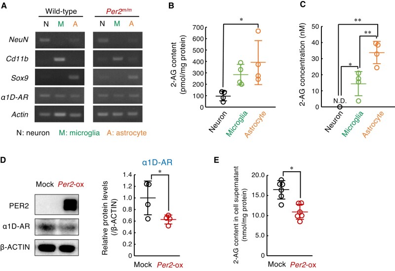 Per2 regulates the α1D-AR-mediated production of 2-AG in the spinal astrocytes. A) The expression of α1D-AR mRNA in neurons, microglia, and astrocytes of the spinal cord of male wild-type and male Per2m/m mice. Separation of each cell fraction was confirmed by the expression of marker genes NeuN; neuron marker, CD11b; microglia marker, and Sox9; astrocyte maker. B) The 2-AG in the neurons, microglia, and astrocytes of the spinal cord of male wild-type mice. Values are shown as mean with SD (n = 4). *P < 0.05, significant difference between the two groups (F2,9 = 5.578; P = 0.027, one-way ANOVA with Tukey–Kramer's post hoc test). C) The concentration of 2-AG in the culture media of neurons, microglia and astrocytes. Values are shown as mean with SD (n = 4). **P < 0.01, *P < 0.05, a significant difference between the two groups (F2,9 = 33.232, P < 0.001, ANOVA with Tukey–Kramer's post hoc test). D) The protein levels of α1D-AR in Per2-overexpressing (Per2-ox) astrocytes. Values are shown as means with SD (n = 4). *P < 0.05, a significant difference between the two groups (Student's t test). The original images of western blot are presented in Fig. S6. E) The concentration of 2-AG in the culture media of Per2-ox astrocytes. Values are shown as mean with SD (n = 6). *P < 0.05, a significant difference compared between the two groups (Student's t test).