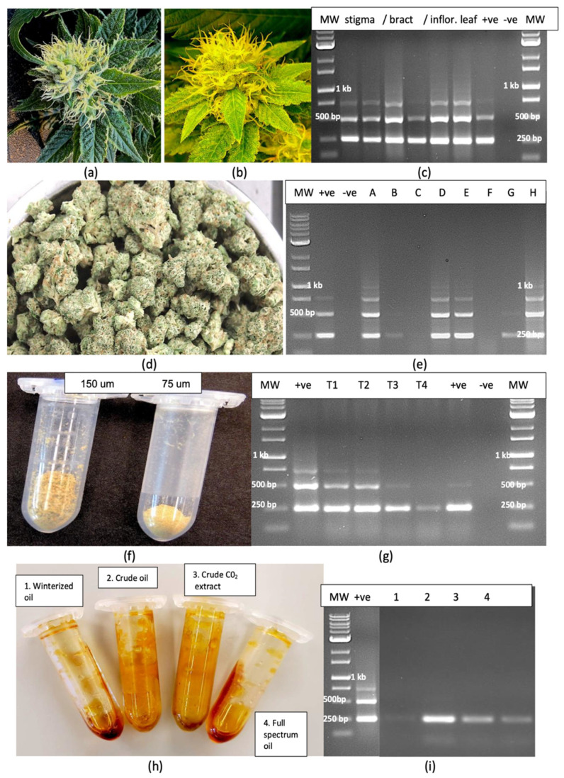Detection of hop latent viroid in inflorescences of cannabis plants. (a) Healthy inflorescence compared to an HLVd-infected one (b) shows yellowing of the bract tissues due to the viroid. (c) Positive detection of HLVd via RT-PCR in the stigmatic tissues, bracts and inflorescence leaves from an infected plant. (d) Samples of dried inflorescences were subjected to RT-PCR, showing that 5 out of 8 were infected by HLVd (e). (f) Total trichome preparations from an infected cannabis inflorescence shows the fraction collected on a 150 µm screen and a 75 µm screen (g) RT-PCR analysis of trichome preparations shows the presence of HLVd in both the 150 um (T1, T2) and 75 µm fractions (T3, T4). (h) Resins extracted from trichomes of cannabis using four different methods. (i) RT-PCR analysis shows the presence of HLVd in three out of four trichome preparations. An extremely faint band can be seen in sample 1 (winterized oil). In all figures, MW = molecular weight standard; +ve = positive control sample infected with hop latent viroid; −ve = water control.