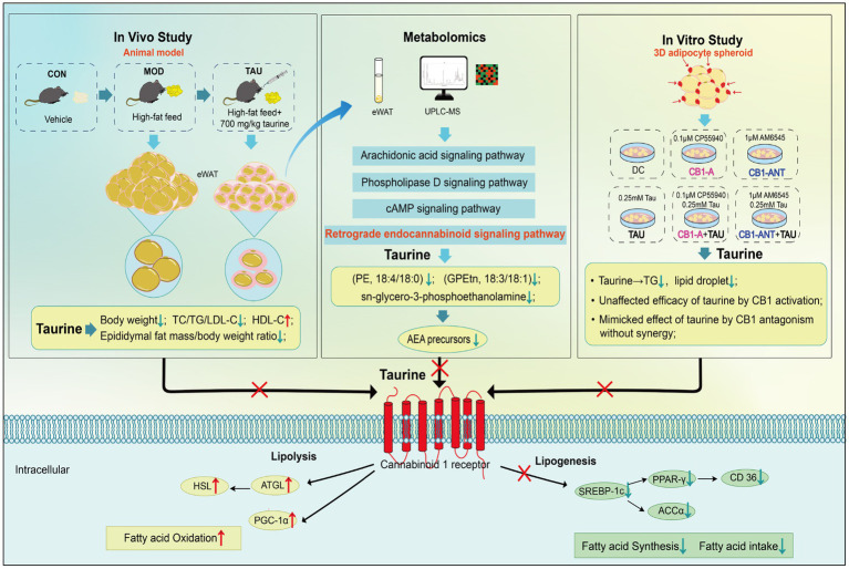 Graphical abstract summarizing taurine’s anti-obesity effects through cannabinoid 1 receptor signaling. In a high-fat diet–induced mouse model, taurine supplementation significantly reduced body weight and epididymal fat while improving the dyslipidemic profile. Metabolomics of epididymal white adipose tissue links taurine to changes in arachidonic acid, phospholipase D, and cyclic AMP pathways and to reduced retrograde endocannabinoid signaling, which implies that taurine suppresses eCB synthesis. In 3D adipocyte spheroids, taurine reduces lipid droplets, fluorescence area, and triglyceride content; cannabinoid 1 receptor antagonism produces similar effects. Overall, taurine attenuates eCB-CB1 signaling to increase fat breakdown and oxidation, while reducing fat synthesis and uptake.