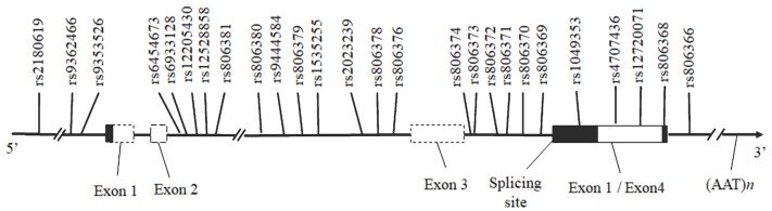 Schematic diagram of the human CNR1 and the positions of the SNPs investigated. Horizontal black arrows indicate the direction of transcription. The white bar represents the exonic region according to the National Center for Biotechnology Information (NCBI) and the University of California at Santa Cruz Browser (UCSC). The gray region within the white bar corresponds to the alternative splicing coding region, and the untranslated region is shown in black.