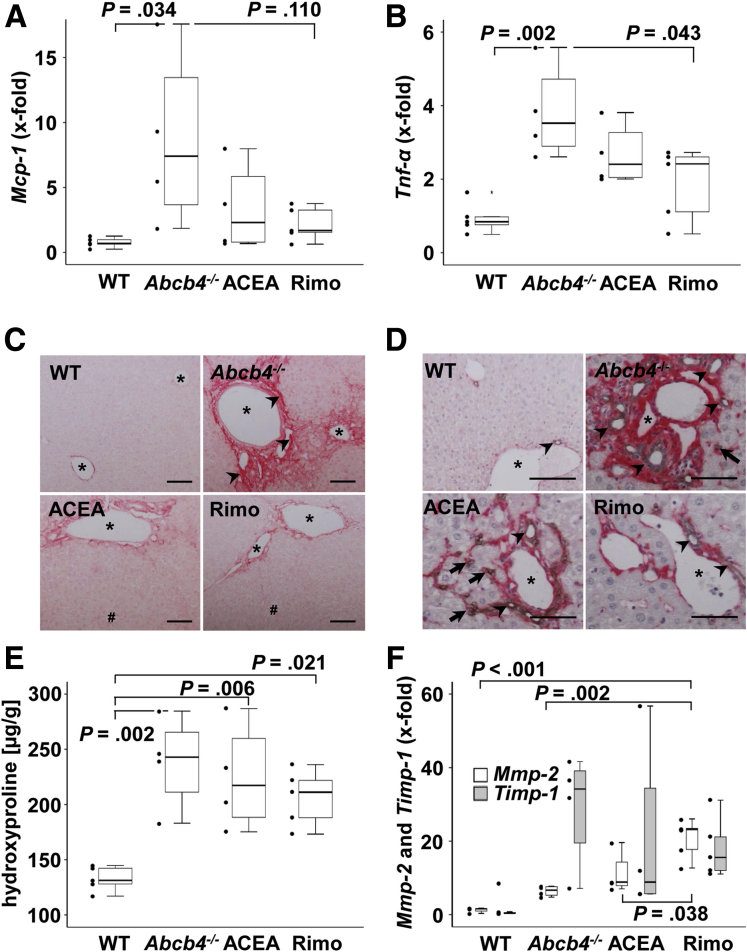 ACEA and rimonabant did not alter hepatic fibrosis. (A and B) Hepatic mRNA levels of (A) Mcp-1 and (B) Tnf-α were enhanced in Abcb4-/- mice. Treatment with rimonabant significantly reduced Tnf-α, whereas Mcp-1 was normalized to WT levels in tendency. (C) Sirius Red staining and (D) immunohistochemical costaining of type I collagen (red) and CK19 (grey) indicated reduced periportal fibrosis and ductular reaction by treatment with ACEA and rimonabant. Original magnification: (C) 100×, and (D) 200×. Arrowheads indicate collagen accumulation, arrows indicate bile ducts. ∗ marks portal vessels. (C and D) Scalebars: 100 μm. (E) Hydroxyproline quantification showed enhanced hepatic fibrosis in Abcb4-/- mice as well as in ACEA-treated mice and moderate induction of fibrosis in rimonabant-treated mice. n = 4–5 mice per group. The experiment was performed 2 times. (F) Remarkably, transcriptional levels of the fibrosis marker Timp-1 were not altered significantly among the groups although the hepatic expression of Mmp-2 was induced in rimonabant-treated mice. (A, B, E, and F) One-way analysis of variance and post hoc Bonferroni tests were used for statistical analysis. n = 3–5 mice per group. One of 3 independent experiments of mRNA analyses is shown. Rimo, rimonabant.