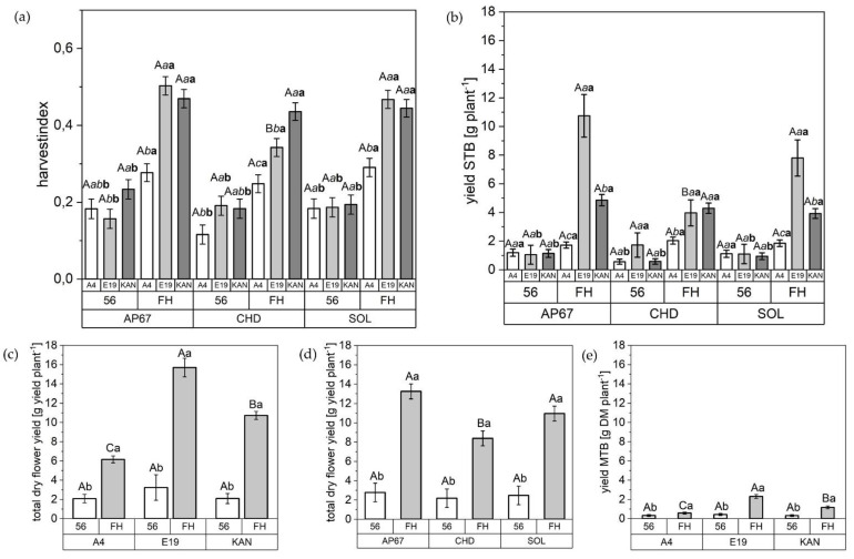 Harvest index [HI]; yield of the individual flower fractions [g DM plant−1] and total dry flower yield [g yield plant−1] based on the sum of the flower fractions after air drying; (a) HI under AP67, CHD and SOL at 56 DAP and FH related to A4, E19, and KAN; (b) Yield side top bud (STB) under AP67, CHD and SOL at 56 DAP and FH related to A4, E19, and KAN; (c) Total dry flower yield of A4, E19, and KAN at 56 DAP and FH; (d) Total dry flower yield under AP67, CHD and SOL at 56 DAP and FH; (b) Yield main top bud (MTB) of A4, E19, and KAN at 56 DAP and FH. The following applies to (a,b): Means covered by at least one identical capital letter did not differ significantly at α = 0.05 within light spectra. Means covered by at least one identical italic and lowercase letter did not differ significantly at α = 0.05, within measurement and means covered by at least one identical bold and lowercase letters did not differ significantly at α = 0.05, within the strains with a specific measurement as indicated by a Tukey-test. For (c–e) Means covered by at least one identical capital letter did not differ significantly at α = 0.05 within measurement. Means covered covered by at least one identical lowercase letter did not differ significantly at α = 0.05, within a strain or light spectra as indicated by a Tukey-test.