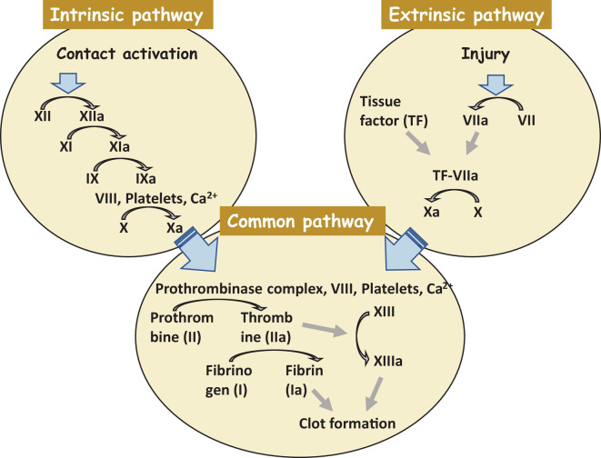 A clot formation cascade. There are three steps of the clotting (coagulation) cascade: the intrinsic pathway (factors XII, XI, IX, and VIII), the extrinsic pathway (factor VII), and the common pathway. During clotting, cascade factor X may be activated by the extrinsic and intrinsic pathways. The common pathway consist of steps from the activation of factor X to the clot formation. Factors that are activated are shown with a lowercase “a”.
