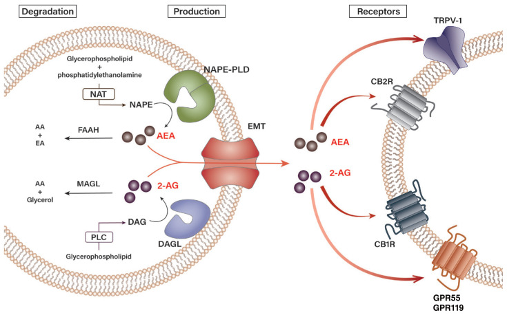 Biosynthesis and degradation pathways of endocannabinoids. Endogenous cannabinoids (endocannabinoids)—arachidonoyl ethanolamide (AEA) and 2-arachidonoyl glycerol (2-AG)—have distinct pathways of synthesis and degradation in cells. N-arachidonoyl-phosphatidylethanolamine (NAPE) is synthesized from glycerophospholipid and phosphatidylethanolamine by N-acyltransferase (NAT). Upon stimulation, NAPE subsequently gets hydrolyzed by NAPE-specific phospholipase D (NAPE-PLD) to produce AEA. Synthesis of 2-AG begins with the production of sn-1-acyl-2-arachidonoyl-glycerol (DAG) from glycerophospholipid by phospholipase C (PLC), which is then hydrolyzed by diacylglycerol lipase (DAGL) to 2-AG. The synthesized AEA and 2-AG are transported out of the cell by an endocannabinoid membrane transporter (EMT). The released AEA and 2-AG then bind their cannabinoid and noncannabinoid receptors in the neighboring cells to transduce extracellular signals. 2-AG binds both cannabinoid-1 receptor (CB1R) and cannabinoid-2 receptor (CB2R) with similar affinity, whereas AEA has a stronger affinity for CB1R. 2-AG and AEA also bind transient receptor potential vanilloid type-1 (TRPV-1) and orphan G protein-coupled receptors 55 (GPR55) and 119 (GPR119). AEA is hydrolyzed into arachidonic acid (AA) and ethanolamine (EA) by fatty acid amide hydrolase type-1 (FAAH-1) and type-2 (FAAH-2), and N-acylethanolamine-hydrolyzing acid amidase (NAAA), whereas 2-AG is degraded into AA and glycerol by monoacylglycerol lipase (MAGL) and FAAH.