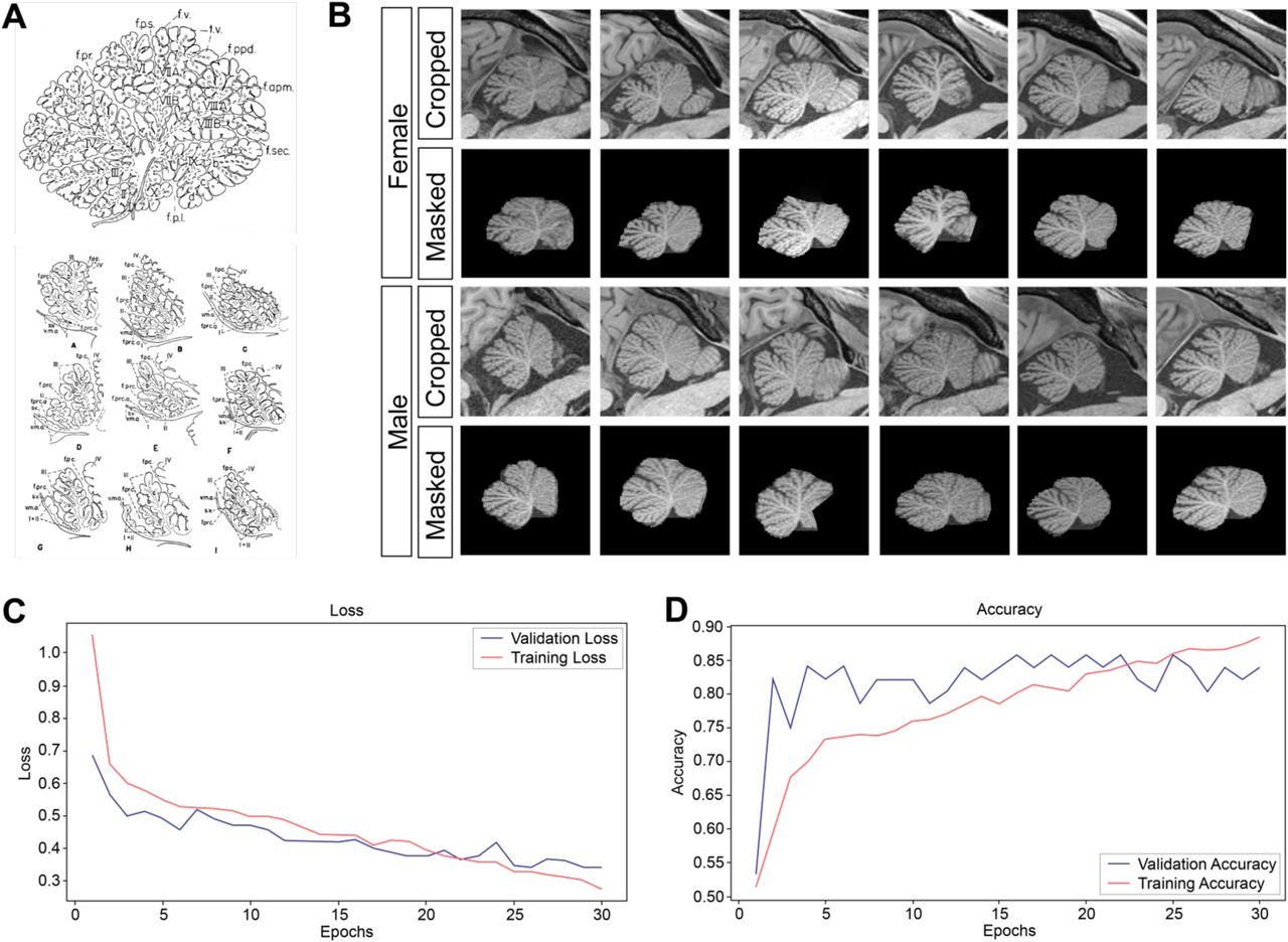 Human sex is well predicted using cerebellar anatomical images.(A) Traced midsagittal human cerebellar vermis with lobules and fissures marked (lobules I-X, rostral = left, dorsal = top; the primary fissure separating anterior zone is abbreviated f. pr.) from Olof Larsell’s The Comparative Anatomy and Histology of the Cerebellum, Human Cerebellum, figures 55 B, p.45 and 54, p.41 (Larsell, 1967) illustrating the high degree of variability in anterior vermis folding. (B) Representative examples of midline sagittal cerebellar images from HCP. Images are shown in the same orientation as in (A). Top rows: images were selected by registering labels from the SUIT atlas to the subjects’ space and passed through an intensity normalization process that scaled the images for training (J. Diedrichsen et al., 2009; J. Diedrichsen, 2006; J. Diedrichsen et al., 2011). Bottom rows: in order to limit analysis to the midvermal cerebellum images were masked, all pixels outside the label set were zeroed, and images were cropped centered on the cerebellum, resulting in image sizes of 420, 280, 1 (height, width, channels, respectively). (C) A deep convolutional neural network (CNN) was trained to predict biological sex from cerebellar midvermis anatomy. Loss of prediction accuracy over time during training was used to evaluate model performance. (D) The model was run for 30 epochs with a batch size of 32 for training. The prediction accuracy was used to score model performance. Maximum accuracy achieved is 85.71% on validation and 88.37% on training, showing that the model has not overfit and can predict biological sex from anatomical cerebellar midvermis scans with high accuracy. 1114 sagittal cerebellar MRI scans from the Human Connectome Project (HCP, https://www.humanconnectome.org/) were used.