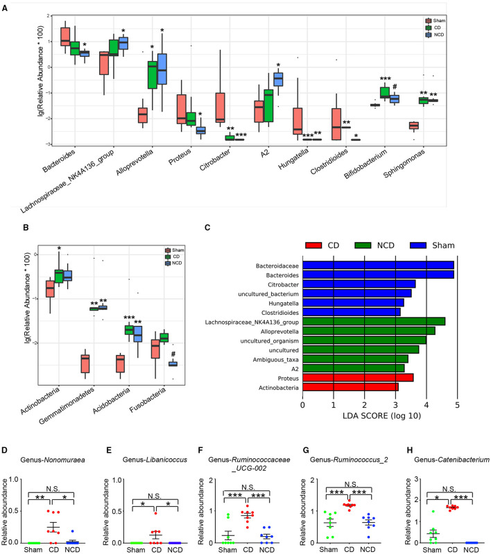 Microbiota with significant changes at phylum and genus levels among the groups. (A) The top 10 flora with significant difference among the groups at genus level: Bacteroides [Kruskal–Wallis non-parametric test, H(2, 21) = 8.205; P = 0.02]; Lachnospiraceae-NK4A136-group [Kruskal–Wallis non-parametric test, H(2, 21) = 6.14; P = 0.046]; Alloprevotella [Kruskal–Wallis non-parametric test, H(2, 21) = 8.315; P = 0.02]; Proteus [Kruskal–Wallis non-parametric test, H(2, 21) = 8.05; P = 0.02]; Citrobacter [Kruskal–Wallis non-parametric test, H(2, 21) = 17.92; P = 0.0001]; A2 [Kruskal–Wallis non-parametric test, H(2, 21) = 7.985; P = 0.02]; Hungatella [Kruskal–Wallis non-parametric test, H(2, 21) = 15.91; P = 0.0004]; Clostridioides [Kruskal–Wallis non-parametric test, H(2, 21) = 10.64; P = 0.005]; Bifidobacterium [Kruskal–Wallis non-parametric test, H(2, 21) = 11.33; P = 0.0035]; Sphingomonas [Kruskal–Wallis non-parametric test, H(2, 21) = 15.44; P = 0.0004]. (B) The phylum with significant difference among the groups: Actinobacteria [Kruskal–Wallis non-parametric test, H(2, 21) = 6.995; P = 0.0008]; Gemmatimonadetes [Kruskal–Wallis non-parametric test, H(2, 21) = 15.38; P = 0.0005]; Acidobacteria [Kruskal–Wallis non-parametric test, H(2, 21) = 14.41; P = 0.0007]; Fusobacteria [Kruskal–Wallis non-parametric test, H(2, 21) = 12.56; P = 0.002]. (C) Taxonomic groups showing linear discriminant analysis (LDA) scores > 3.0. (D) Significant altered gut bacteria in CD mice compared with Sham and NCD mice. Nonomuraea [Kruskal–Wallis non-parametric test, H(2, 21) = 11.77; P = 0.003]; Libanicoccus [Kruskal–Wallis non-parametric test, H(2, 21) = 9.105; P = 0.01]; Ruminococcaceae_UCG-002 [one-way ANOVA, F(2, 21) = 14.13; P < 0.001]; Ruminococcus_2 [one-way ANOVA, F(2, 21) = 14.19; P < 0.001]; Catenibacterium [Kruskal–Wallis non-parametric test, H(2, 21) = 19.65; P < 0.001]. Data are presented as means ± SEM (n = 8 per group). The data that passed the normality and lognormality test were analyzed by one-way ANOVA followed by Tukey's post hoc test. Otherwise, Kruskal–Wallis non-parametric test followed by Dunn's post hoc test was used. *P < 0.05, **P < 0.01, ***P < 0.001 compared with Sham. #P < 0.05 compared with CD. CD, cognitive dysfunction; NCD, non-cognitive dysfunction; N.S., not significant.