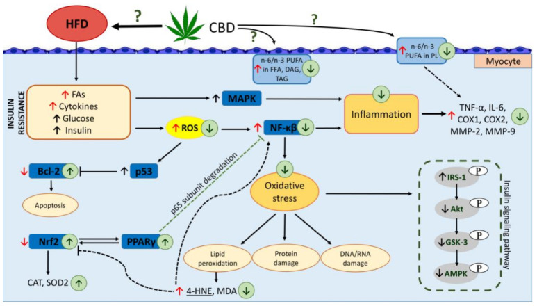 Effects of a high-fat diet (HFD) and two-week cannabidiol (CBD) administration on the n-6/n-3 polyunsaturated fatty acids (PUFAs) ratio in different lipid fractions (free fatty acids (FFAs), diacylglycerols (DAGs), triacylglycerols (TAGs) and phospholipids (PLs)), oxidative stress and inflammatory pathway in rat myocytes; ↑, increase; ↓, decrease; red arrow indicates the effects of seven weeks of high-fat diet feeding; black arrow indicates the effects of obesity; green arrow indicates the effects of two weeks of CBD treatment in high-fat diet fed rats; fatty acids (FAs); mitogen-activated protein kinase (MAPK); reactive oxygen species (ROS); p53 protein (p53); B cell lymphoma 2 (Bcl-2); nuclear factor κB (NF-κB); tumor necrosis factor α (TNF-α); interleukin 6 (IL-6); cyclooxygenase 1 (COX1); cyclooxygenase 2 (COX2); matrix metalloproteinase-2 (MMP-2), matrix metallo-proteinase-9 (MMP-9), peroxisome proliferator-activated receptor gamma (PPARγ); nuclear factor erythroid 2-related factor 2 (Nrf2); catalase (CAT), superoxide dismutase 2 (SOD2); 4-hydroxynonenal (4-HNE); malonyldialdehyde (MDA); insulin receptor substrate 1 (IRS-1), protein kinase B (Akt); glycogen synthase kinase 3 (GSK-3); 5’AMP-activated protein kinase (AMPK).