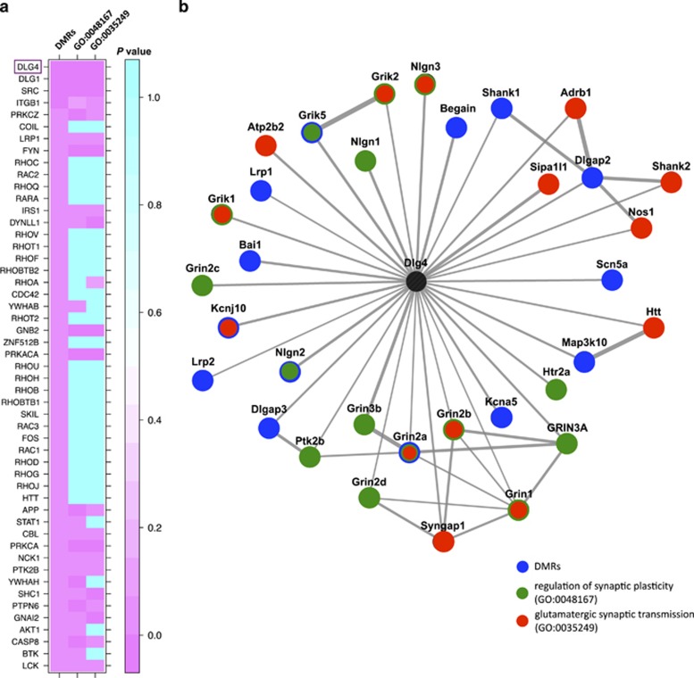 DMR-associated genes and genes involved in synaptic plasticity and synaptic transmission interact with common PPIhubs. (a) Heatmap showing Fisher's exact test P-values from PPIhub enrichment analyses (calculated by Lists2Networks (Lachmann and Ma'ayan, 2010)) using three gene sets: DMR-associated genes (n=492), and genes in GO categories GO:0048167 (‘regulation of synaptic plasticity' n=146) and GO:0035249 (‘glutamatergic synaptic transmission' n=79). Only PPIhubs for which a significant enrichment (P<0.05) was found for the DMR gene set are shown. (b) Protein interaction network including proteins corresponding to genes from DMR, GO:0048167, and GO:0035249 sets that interact with Dlg4, based on known interactions from rat, mouse, and human interaction databases (Berger et al, 2007; Lachmann and Ma'ayan, 2010). Proteins are colored according to whether they belong to one or more of the three gene sets. DMR, differentially methylated region.