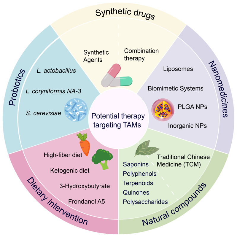A circular diagram depicting potential therapies targeting TAMs (tumor-associated macrophages). It is divided into four sections: Synthetic drugs, Nanomedicines, Natural compounds, and Dietary intervention. Each section lists specific examples: Probiotics include L. actobacillus and S. cerevisiae; Synthetic drugs mention synthetic agents; Nanomedicines feature liposomes and PLGA nanoparticles; Natural compounds list saponins and polyphenols; Dietary intervention includes a high-fiber diet and ketogenic diet, illustrated with images of a carrot and broccoli.