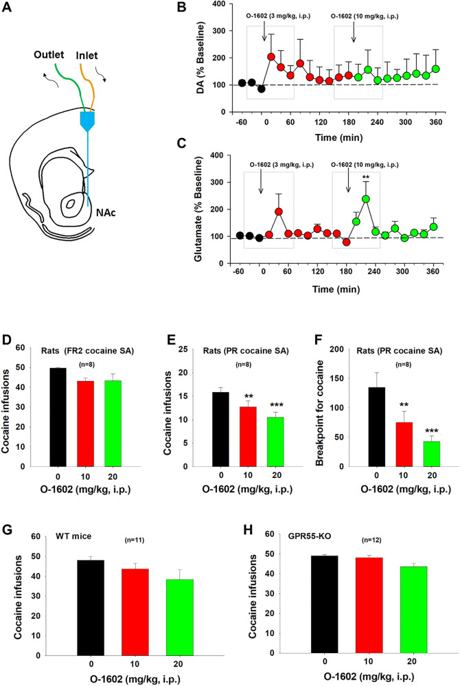 Effects of O-1602 on extracellular DA and glutamate levels in the NAc and cocaine self-administration (SA) in rats and mice.A A diagram showing a microdialysis probe targeting the NAc-shell. B, C Systemic administration of O-1602 failed to alter extracellular DA in the NAc (B), while it dose-dependently elevated extracellular glutamate levels in the NAc (C) in rats after O-1602 administration. D Systemic administration of O-1602 failed to alter cocaine SA under FR2 reinstatement schedule in rats. E, F Systemic administration of O-1602 dose-dependently inhibited cocaine SA under PR reinforcement schedule as assessed by the number of cocaine infusions (E) or breakpoint level for cocaine self-administration (F). G, H Systemic administration of O-1602 did not produce a significant reduction in cocaine SA in WT or GPR55-KO mice under FR1 reinforcement schedule. **p < 0.01, ***p < 0.001, compared to the vehicle control group.
