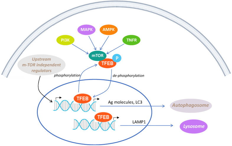 Regulation of TFEB activity, a key transcription molecule regulating autophagy. Intracellular molecules, including PI3K, MAPK, AMPK, and TNFR, possess the capability to activate the mTOR pathway, a prominent negative regulator of autophagy. mTOR, functioning as a kinase, plays a crucial role in regulating the localization and activation of TFEB, a crucial transcription factor, which governs autophagy at the transcriptional level by promoting the expression of multiple lysosomal genes, influencing autolysosome production and function. Specifically, activated mTOR phosphorylates TFEB, inhibiting its activity and confining it to the cytoplasm. Inhibiting mTOR leads to TFEB dephosphorylation, enabling its nuclear translocation and transcriptional activity. Within the nucleus, TFEB regulates autophagy in two ways: promoting the expression of autophagy-related molecules for enhanced autophagy, and activating lysosomal-pathway-related molecules, especially LAMP1, to foster lysosome formation. This orchestrated process facilitates the degradation of damaged organelles, recycling their products, such as amino acids, for cellular benefit.