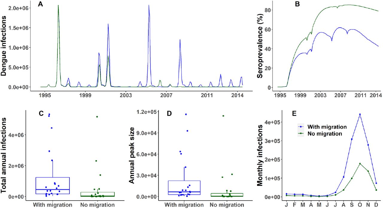 Comparison of model output with net inflow of susceptible hosts (base case) vs no net migration (1995-2014)(A) Daily dengue infections. (B) Seroprevalence (%) of dengue (C) Distribution of annual number of dengue infections: median with migration – 4.53e+5, median without any migration – 3.38e+4. (D) Distribution of annual peak number of infections: median with migration – 6.52e+3, median without any migration – 4.95e+2. (E) Seasonality of dengue shown as the mean monthly infections over the years.