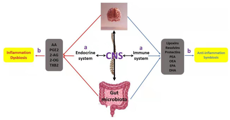 Schematic representation of: (a) the complex network also known as the gut–brain axis that involves different types of lipids, the gut microbiota, the central nervous system (CNS), and the endocrine and immune system, as well as (b) their impact on inflammation and gut homeostasis. Regarding bioactive lipids, red arrows and the left side indicate their pro-inflammatory activities, including dysbiosis, while blue arrows and the right side demonstrate their anti-inflammatory activities, which in turn drive a sustained net of gut symbiosis.