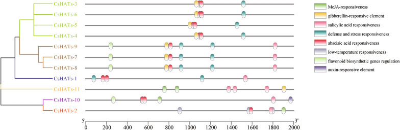 Prediction of cis-acting elements in the CsHAT promoters. The phylogenetic tree was constructed based on the sequences of CsHAT proteins using MEGA 7 software. The details of the clusters are shown in different colours. The type, quantity, and position of the elements in the CsHAT promoters are shown