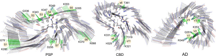 Structures of and ranked surface binding sites for the 9-chain PSP (numbering after “S”), CBD (numbering after “s”), and AD (numbering after “V”) tau protofibrils.