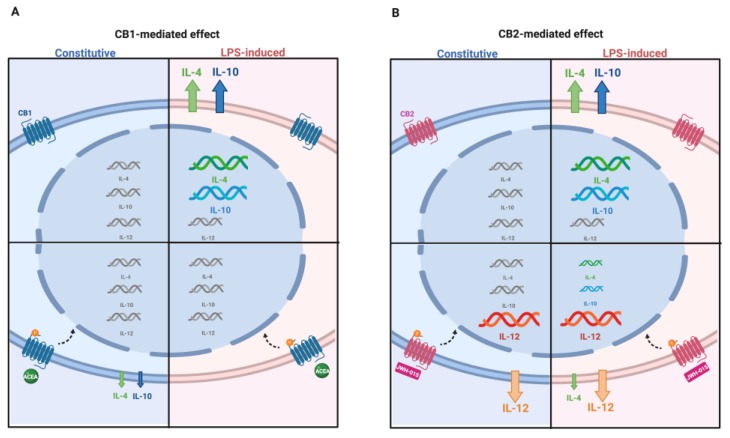 ECS-dependent interleukin release in AEC under constitutive and LPS-induced conditions. The picture summarizes the modulatory effect of ECS on pro- and anti-inflammatory interleukin expression and releasing profiles in the middle stage of gestation. The modulation of interleukin gene expression is indicated by means of different acid nucleic sizes. Changes in quantity of released/secreted interleukin proteins is indicated by different arrow sizes (upregulation and downregulation). (A) CB1 activation by agonist ACEA; (B) CB2 activation by agonist JWH-015 in the constitutive (blue panel) and LPS-induced (pink panel) conditions.