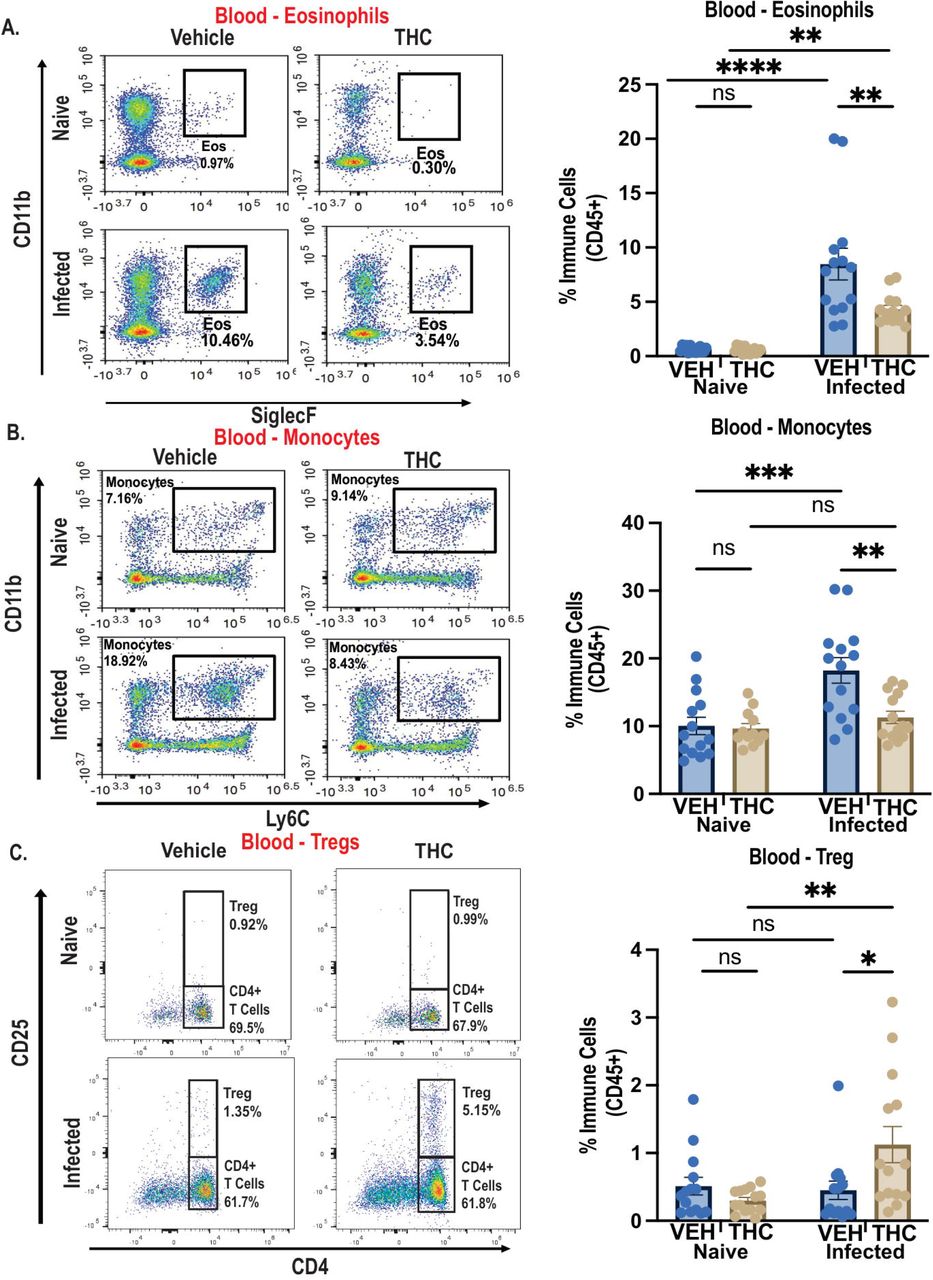 THC exposure reduces infection-induced circulating eosinophilia and alters circulating leukocyte responses.Whole blood leukocyte responses were assessed in vehicle and THC-treated naïve and Nb-infected mice. (A-C) Representative flow cytometry plots and frequency of eosinophils (A), monocytes (B) and CD4⁺CD25⁺ regulatory T cells (C) within CD45⁺ cells. Data are presented as mean ± SEM and pooled from 2 independent experiments with n = 4 to 7 mice per group. Statistical analysis was performed using two-way ANOVA with Tukey’s multiple comparisons test. *p < 0.05; **p < 0.01; ***p < 0.001; ****p < 0.0001; ns, not significant.