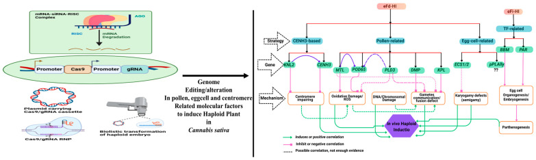 A mechanistic framework of in vivo haploid induction (HI) pathways. HI can occur via egg cell fertilisation-dependent (eFd-HI) or fertilisation-independent (eFi-HI) processes. In eFi-HI, parthenogenesis can be induced by the ectopic expression of genes such as BBM and PAR in the egg cell. In contrast, eFd-HI involves a distinct set of genes that impair molecular processes related to fertilisation and early zygotic development to trigger haploid formation. Haploid Inducer-Mediated Genome Editing (IMGE), or HI-Edit, involves maternal genome editing in crops like maize or wheat. This can be achieved by transient expression of the Cas9/gRNA cassette or siRNA during HI. Isolated microspores can also be edited via transfection with either DNA-based Cas9/gRNA constructs or ribonucleoprotein (RNP) complexes, followed by the regeneration of edited haploids. Additionally, direct editing of haploid tissues can be performed using biolistic delivery systems carrying transgenes or Cas9/gRNA RNPs. Abbreviations: BBM—BABY BOOM; CENH3—centromeric histone H3; KNL2—KINETOCHORE NULL 2; MTL—MATRILINEAL; POD65—PE-ROXIDASE 65; PAR—PARTHENOGENESIS; PLD3—PHOSPHOLIPASE D3; ECS1/2—EGG CELL-SPECIFIC ASPARTIC ENDOPEPTIDASE 1/2; DMP—DOMAIN OF UNKNOWN FUNCTION 679; KPL—KOKOPELLI; pPLAIIγ—GYNOECIUM-EXPRESSED PHOSPHOLIPASE AII; EC1—EGG CELL 1; HAP2—HAPLESS 2; GCS1—GENERATIVE CELL SPECIFIC 1”.