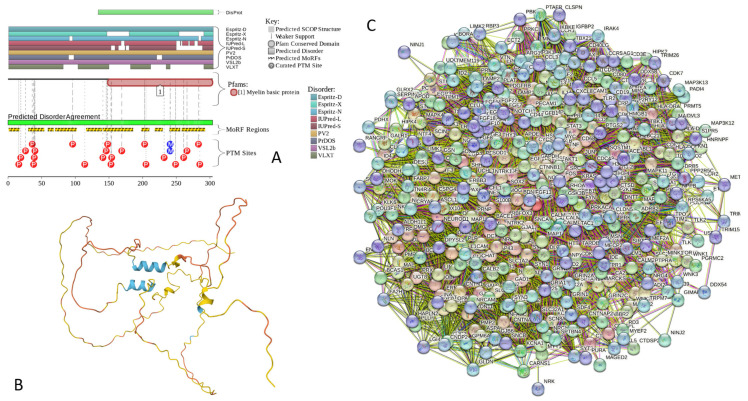 Functional disorder analysis of human MBP (UniProt ID: P02686). (A) Functional disorder profile generated by D2P2. (B) 3D structural model generated by AlphaFold. (C) MBP-centered PPI network generated by STRING. This network was generated using a custom confidence value of 0.300 for minimum required interaction score.