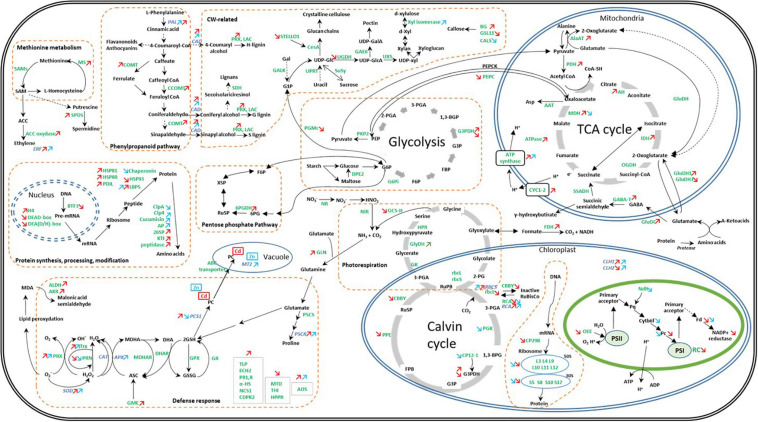 Global overview of the impact of Cd and Zn on the abundance of proteins and transcripts involved in the cell metabolism in hemp leaves. Seedlings were exposed for 1 week either to Cd 20 μM, Zn 100 μM, or Si 2 mM. Colored arrows indicate a significant effect of Zn (in blue) or Cd (in red). Adapted from Liu et al. (2018).