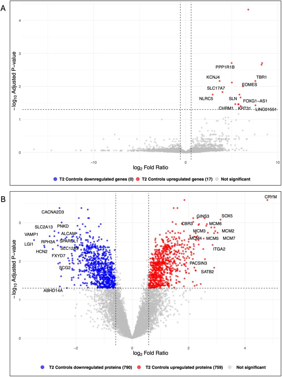 Sex-specific molecular trajectory of fetal brain development in female fetuses (T2 vs. T1 Controls).Transcriptomic (A) and proteomic (B) comparisons of T2 vs. T1 control brains showing gene products associated with development. Volcano plots showing quantified genes or proteins plotted by log₂ fold ratio and Benjamini-Hochberg adjusted P value. Dashed vertical lines indicate the fold-ratio threshold (|log₂FR| ≥ 0.58), and the horizontal dashed line indicates the adjusted P-value cutoff (adjusted P ≤ 0.05). In A, 17 DEGs were identified. Selected DEGs are labeled, and ENSG-only identifiers are omitted. All significant DEGs were upregulated in T2 relative to T1. In B, 1,549 DEPs were identified, with proteins both upregulated and downregulated in T2 relative to T1.