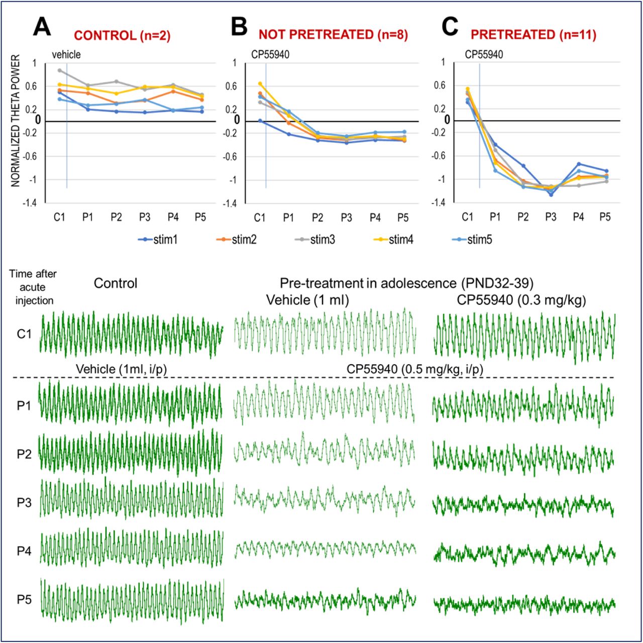 CB1R activation decreases HPC oscillation in adult rats. A. Stable, stimulus intensity-dependent (stim1…stim5) theta oscillations lasting for hours before (C1) and after vehicle injection (P1…P5). B. Effect of CB1R activation (0.5 mg/kg CP-55940 i/p injection) in adult rats with no prior CB exposure. Note reduction of theta power (group averages – top panel) and frequency (in the example – bottom panel) starting in P1 and more drastic from P2-P3. C. Effect of CB1R activation (0.5 mg/kg CP-55940) in adult rats injected with the same drug in adolescence (0.3 mg/kg, daily injections (top: PND 32-39 or 42-48 combined; bottom: sample treated in early adolescence). Note more severe reaction with no sign of theta rhythm in P3-P5. Theta power was normalized, setting the lowest and highest theta power, in each individual experiment, as 0 and 1, respectively. Top panels: group averages of theta power; bottom: examples of 10 s recordings during brainstem stimulation, in one experiment from each group.