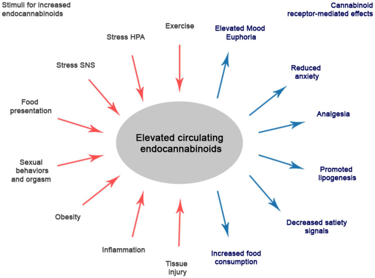 The release of endocannabinoids is triggered by various stimuli (red arrows). Higher levels of endocannabinoids in turn were associated with a plethora of (neuro)biological consequences (blue arrows). The figure is adapted and updated from Hillard (2018).