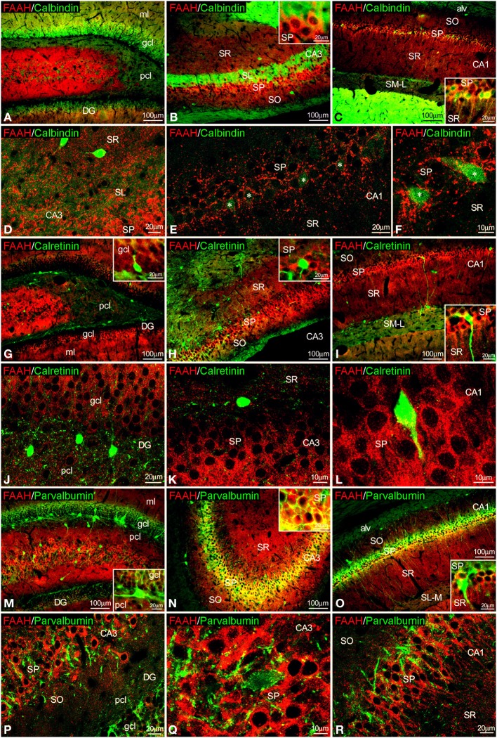 Co-localization of FAAH and calbindin, calretinin or parvalbumin in the rat hippocampus. Low resolution epifluorescence photomicrographs (A–C,G–I,M–O) and high resolution confocal laser scanning photomicrographs (D–F,J–L,P–R) showing labeling for calbindin, calretinin, or parvalbumin (green) and MAGL (red) in dentate gyrus, CA3, and CA1 areas. Asterisks indicate FAAH expression in calbindin+ pyramidal cells localized specifically in CA1. For abbreviations see Figure 2. Scale bars are indicated in each image.