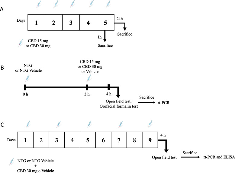 Experimental timeline for the treatment and testing procedures: A CBD distribution in blood and in nervous tissue; B Acute migraine model; C Chronic migraine model