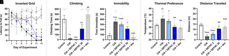 Δ8-THC prevents CIA-induced pain behaviors without producing locomotor deficits. Mice were tested every two days in the inverted grid test to assess CIA-depressed paw function. (A) Δ8-THC delayed CIA-decreased latency to fall from the inverted grid. On the last day of the experiment, spontaneous wire-climbing behavior and thermal preference in the TGR were measured. (B) Δ8-THC (30 mg/kg) blocked CIA-depressed climbing and (D) CIA-induced preference for warmth (C,E) without locomotor deficits. Data are expressed as mean ± S.E.M. (n = 9–10). *-***P < 0.05–0.0005 versus (non-CIA) control, #-###P < 0.05–0.0005 versus CIA, †P < 0.05 versus DEX.