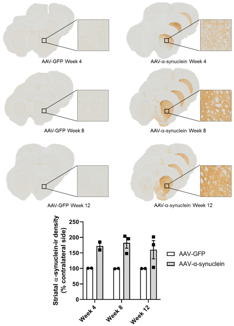 Expression of human α-synuclein in the striatum after injection of AAV-α-synuclein. Top panel: photomicrographs showing α-synuclein expression in the striatal terminals at different time-points after the intranigral administration of the viral vectors. Bottom panel: graph showing the relative quantification of the expression of human α-synuclein in the striatum using optical density image analyses of sections labelled by immunohistochemistry for human α-synuclein. Note that animals that received AAV-α-synuclein expressed human α-synuclein protein in the striatum, but animals that received AAV-GFP did not. Data are represented as mean ± SEM with 2–3 animals per group.