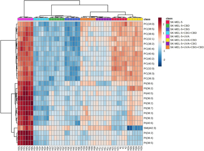 Two-dimensional hierarchical clustering heat map of the 25 main phospholipids of the eight groups of SK-MEL-5 cells, non-irradiated (SK-MEL-5) and irradiated with UVA (SK-MEL-5 + UVA) and treated with cannabidiol (5 µM) (SK-MEL-5 + CBD), cannabigerol (1 µM) (SK-MEL-5 + CBG) or both phytocannabinoids (SK-MEL-5 + CBG + CBD), after the one-way ANOVA test.