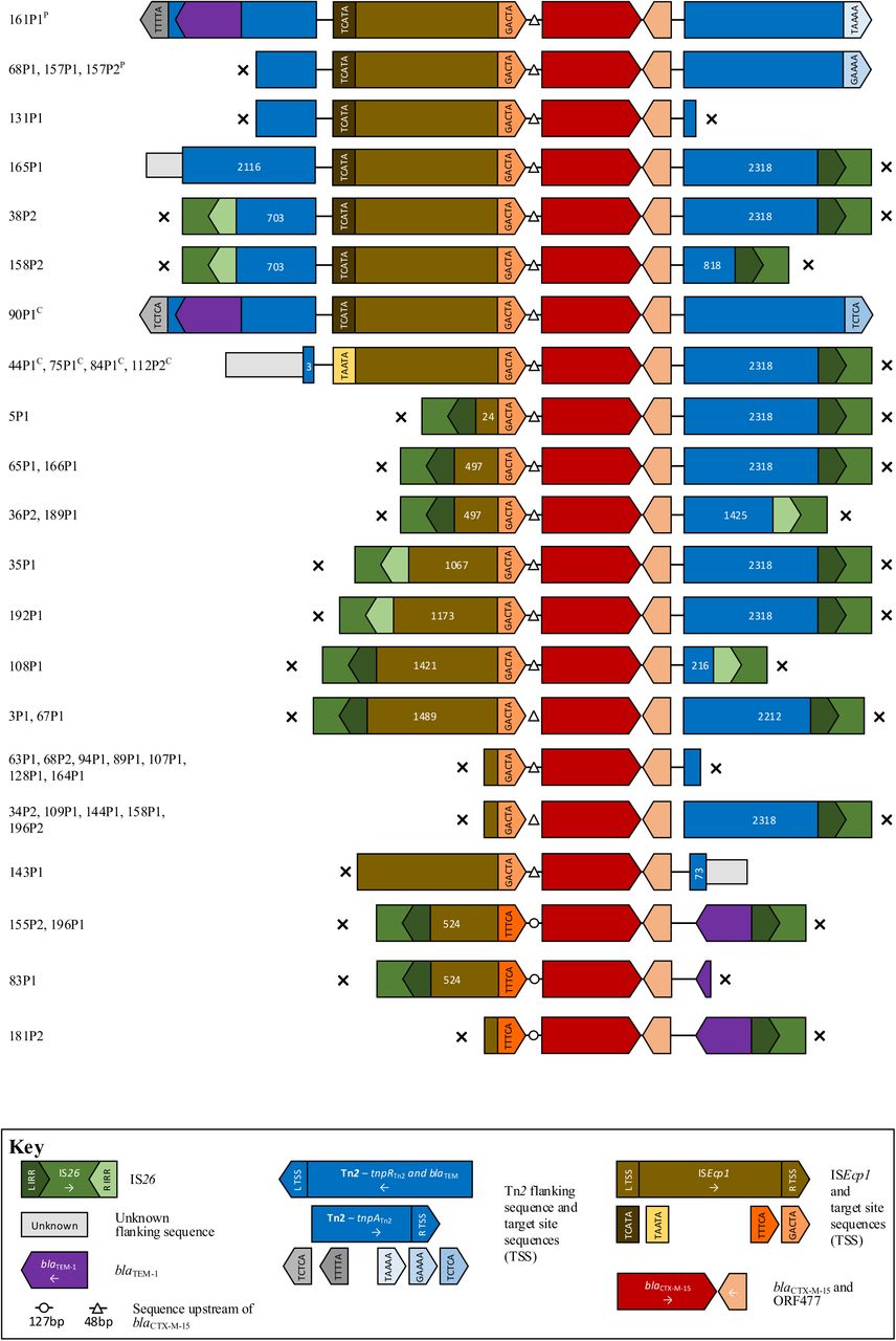 Schematic of aligned genetic contexts for blaCTX-M-15 in study Escherichia coli. Features of interest are highlighted in the figure key. White numbers within open reading frames denote truncated sequence length (bp). Isolates harbouring this genetic context are listed to the left of the figure. “x” denotes contig breaks. P denotes plasmid contexts; c chromosomal contexts.