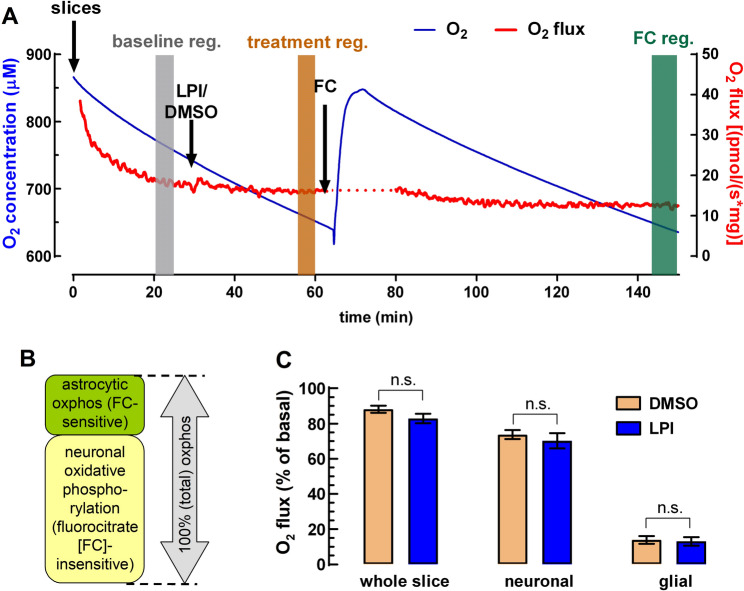 LPI does not significantly affect oxidative metabolism in neuronal and glial compartments. A Representative trace of oxygen flux (red) plotted against oxygen concentration (blue) over time. Arrows indicate the addition of LPI (100 nM), its vehicle (DMSO), and fluorocitrate (FC). Colored bars mark the segments selected for analysis (i.e. baseline, treatment and fluorocitrate registration). B Schematic representation illustrating that total oxidative phosphorylation (oxphos) is composed primarily of a neuronal (FC-insensitive, ~ 84%) and a smaller glial (FC-sensitive, ~ 16%) component. C Comparison of oxphos between LPI-treated slices (blue bars) obtained from n = 10 rats and vehicle controls (beige bars) (n = 11), shown for total tissue, neuronal, and astrocytic compartments