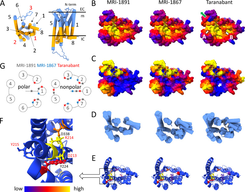 Comparative dynamics of CB1R bound to MRI-1891, MRI-1867, and taranabant.A Intracellular view of CB1R (left panel); same orientation as panels B-E; side view (right). Transmembrane helices (TM; black) and intracellular loops (ICL; red) are numbered. The comparative analysis focuses on the intracellular side of the receptor (orange). B Intracellular surface topography. On average, the crevice formed by the convergence of TM 3, TM 5, and TM 6 (arrow A) is narrower for taranabant than for MRI-1891 or MRI-1867. This crevice expands upon receptor activation as ICL3 moves away from the core (indicated by the green arrow). Along with the adjacent central crevice (arrow B), it accommodates the α5 helix of Gα and two loops of the central crest of β-arrestin. C Changes in local side chain flexibility mapped as heatmaps on the molecular surface (cf. scale at the bottom of panel F; flexibility of ICL3 and tethered portions of the helices not shown). Significant differences are observed at the confluence of TM1, ICL2, TM7, and H8 (white arrow), where one of the β-arrestin loops docks. D Conformational substates on the intracellular side. As shown in panel C, major differences are observed in the TM1-ICL2-TM7-H8 region (white arrow). E H-bond interaction networks on the intracellular side of the receptor. Some of the structural and dynamic changes in the intracellular crevice are correlated to the disruption of the salt bridge between D338 (TM6) and R214 (TM3); R214 is part of the conserved DRY motif. F Details of the DRY interactions. G Schematic representation of polar (primarily H-bond) and nonpolar (including hydrophobic) ligand-receptor interactions; each star represents one or more interactions (Supplementary Fig. 6A).