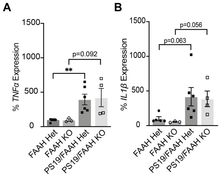 Pro-inflammatory cytokines are increased with loss of FAAH. (A) Quantification of TNFα mRNA levels in male and female FAAH+/−, FAAH−/−, FAAH+/−/PS19, and FAAH−/−/PS19 mice at 9 months. (B) Quantification of IL-1β mRNA levels in male and female FAAH+/−, FAAH−/−, FAAH+/−/PS19, and FAAH−/−/PS19 mice at 9 months. N = 3–6/genotype. ** p-value < 0.01; other p values are indicated. Unpaired Student’s t-test was performed. Bonferroni corrected. Error bars indicate mean ± SEM.