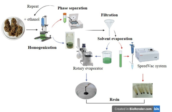 Procedure for resin extraction from female inflorescences.The procedure for working with small volumes (red arrows) involves the use of a centrifuge and SpeedVac equipment. For larger extraction volumes (blue arrows), the extract is decanted prior to filtration, and the solvent is removed using a rotary evaporator.