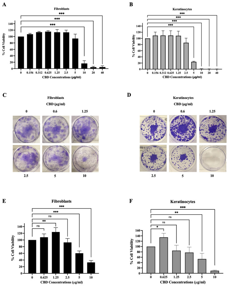 The short-term cytotoxicity of cannabidiol (CBD) at concentrations of 0–40 µg/mL on (A) fibroblasts and (B) keratinocytes. Images of the long-term effects on (C) fibroblasts and (D) keratinocytes after treatment with CBD for 24 h and after 10 days; we calculated the relative cell viability from the clonogenic assay of (E) fibroblasts and (F) keratinocytes in comparison with the control group. The data are presented as the mean ± and standard deviation (±SD) from three independent experiments (n = 3). Statistical significance was determined by a one-way ANOVA (non-significant; ns, significant; * p < 0.05, ** p < 0.01, and *** p < 0.001 vs. control (0 µg/mL)).