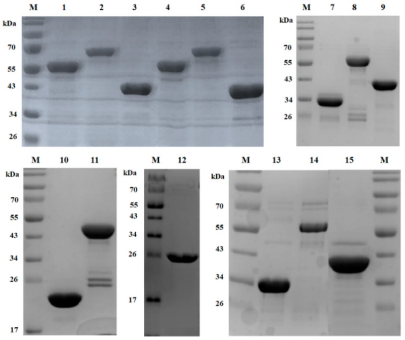 SDS-polyacrylamide gel electrophoresis analysis of LysSA12, LysSA97, and their derived proteins. Proteins were purified by nickel-nitrilotriacetic acid affinity chromatography and analyzed using 12% SDS-polyacrylamide gel electrophoresis. Lane M, protein ladder; lane 1, EGFP_LSA12AMI; lane 2, EGFP_LSA12AMICBD; lane 3, EGFP_LSA12CBD; lane 4, EGFP_LSA97AMI; lane 5, EGFP_LSA97AMICBD; lane 6, EGFP_LSA97CBD; lane 7, LSA12 CHAPCBD; lane 8, LysSA12; lane 9, LSA12AMICBD; lane 10, LSA12CHAP; lane 11, LSA12CHAPAMI; lane 12, LSA12AMI; lane 13, LSA97CHAPCBD; lane 14 LysSA97; lane 15, LSA97AMICBD.