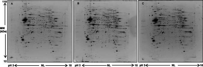 Representative 2-DE images of CLA (A), IN (B), and PU (C) protein profiles. Protein extracts were separated in a 3–10 nonlinear gradient. SDS-PAGE was performed using 12% acrylamide. Gels were stained with fluorescent dye and acquired by ImageQuant L