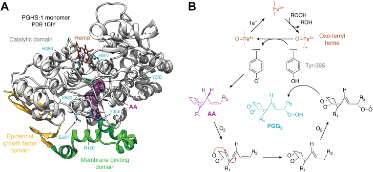 PGHS structural features and catalytic cycle.A, X-ray crystal structure of one monomer of PGHS-1 as derived from PDB 1DIY. The EGF domain (gold), membrane-binding domain (green), and catalytic domain (gray) are indicated. The heme prosthetic group is shown in sienna, and the bound AA is shown in plum mesh. Side chains of key residues that are highlighted in cyan include the proximal heme ligand (His-388), the distal heme ligand (via a coordinating water molecule), His-207, Tyr-385, which initiates the cyclooxygenase reaction, Ser-530 (located behind the AA mesh), which is the site of aspirin acetylation, and Glu-524, Tyr-355, and Arg-120, which form a constriction at the opening of the active site channel. B, in the peroxidase active site, reduction of a substrate hydroperoxide (ROOH) to the corresponding alcohol creates the oxoferryl heme, which oxidizes Tyr-385 in the cyclo-oxygenase active site to a tyrosyl radical. The radical abstracts a hydrogen atom from the 13-position of AA, which subsequently reacts with two oxygen molecules to form PGG2. The final step in PGG2 formation regenerates the tyrosyl radical. PGG2 can then serve as a substrate for the peroxidase reaction. AA, arachidonic acid; EGF, epidermal growth factor; PDB, Protein Data Bank; PGHS, prostaglandin endoperoxide synthase.