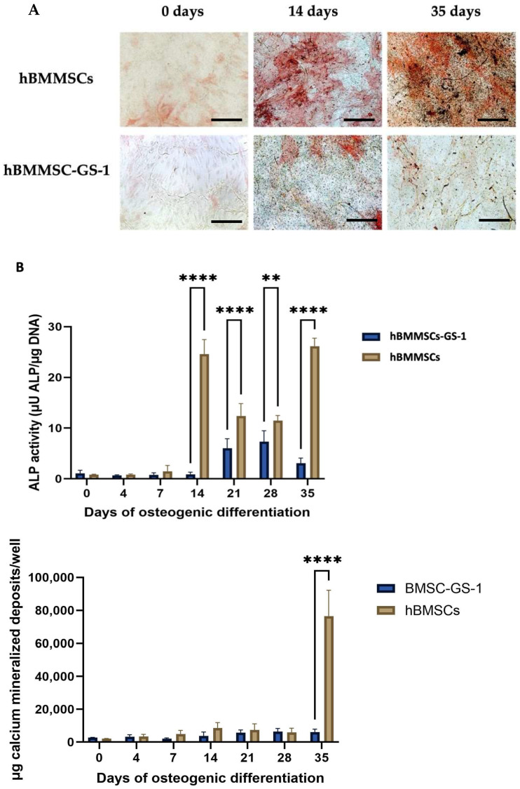 Osteogenic differentiation assays. (A) Representative images of ALP and HA cytochemical staining performed on hBMMSc and hBMMSC-GS1 lines at 0, 14, and 35 days of induction. The ALP positive cells are in red, while the HA deposits are stained in black. Nuclei were counterstained with methyl green. The images were acquired through brightfield microscopy. Original magnifications: 20×. Scale bar: 100 µm. (B) Quantitative analyses of ALP enzymatic activity (up top) and HA mineralized deposits (top down) in hBMMScs and hBMMSCs-GS-1 cultured in OM up to 35 days. Experiments were carried out in quadruplicates in three independent experiments (n = 12) and results are mean ± SD. ** p < 0.01 versus hBMMSCs; **** p < 0.0001 versus hBMMSCs.