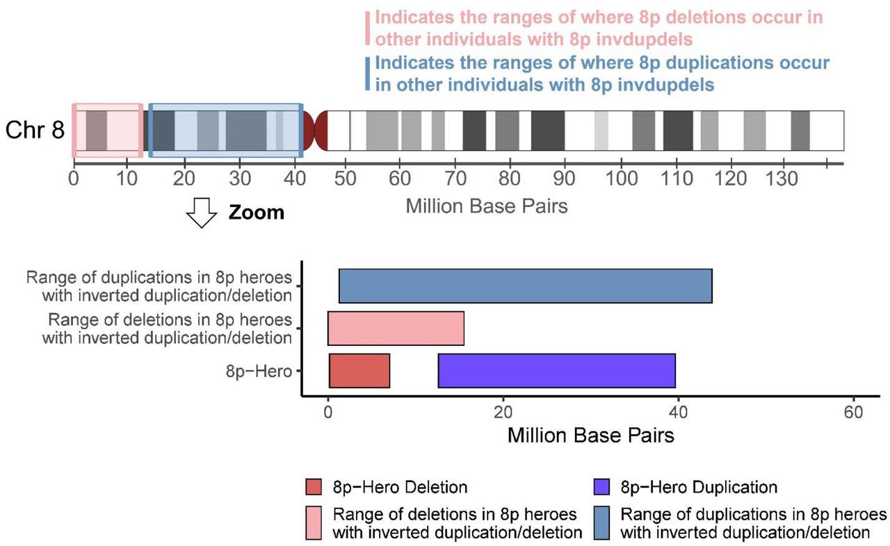 Genomic ranges of deletions and duplications in 8p Heroes with inverted duplication/deletions (invdupdel).Distribution of deletions and duplications along chromosome 8p in participants with invdupdel. The upper schematic shows the short arm of chromosome 8 (hg38) with shaded regions indicating the positions where deletions (pink) and duplications (blue) occur across the cohort. The lower bar plots compare the ranges and median sizes of these rearrangements, illustrating deletions spanning 6-58 Mb (median 24.2 Mb) and duplications spanning 2-12 Mb (median 6.8 Mb). The index case is highlighted in red and blue, representing a 27 Mb deletion and a 6.8 Mb duplication.