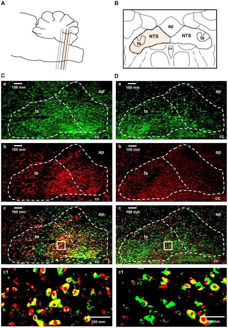 Photomicrographs of immunoreactivity for CB1, GAD67 and glutamate in the NTS.The illustrations show the intermediate area (the mosaic and beige colored part) divided into four rostrocaudal levels in the NTS (A and B). Photomicrographs of immunoreactivity for CB1 receptors (Ca and Da), GAD67 (Cb), glutamate (Db), CB1 receptors + GAD67 (Cc) and CB1 receptors + glutamate (Dc) in the NTS. The left and right area surrounded by the broken line in Ca, Cb, Cc and Da, Db, Dc indicates the lateral and medial portion of the NTS, respectively. The small square boxes in Cc and Dc shows the area of the high magnified images that in Cc1 and Dc1. High magnified images demonstrating co-localization of CB1 receptors + GAD67 and CB1 receptors + glutamate are shown in Cc1 and Dc1, respectively. ap: area postrema, ts: tractus solitaries, cc: central canal.