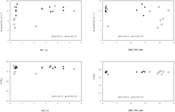 Net photosynthesis (A) and photochemical efficiency Fv′/Fm′ of two breeding populations of medical cannabis MX-CBD-11 and MX-CBD-707 as a function of cannabinoid content.